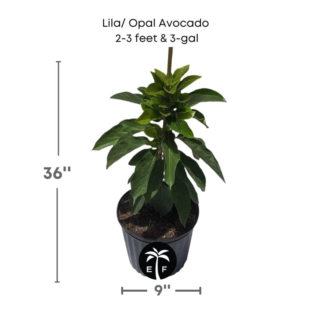 Lila / Opal Avocado Tree, Semi Dwarf, Grafted Fruit Trees 110-Guacalina Nursery & Broker 2-3 feet & 3-gal 
