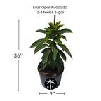 Lila / Opal Avocado Tree, Semi Dwarf, Grafted Fruit Trees 110-Guacalina Nursery & Broker 2-3 feet & 3-gal 