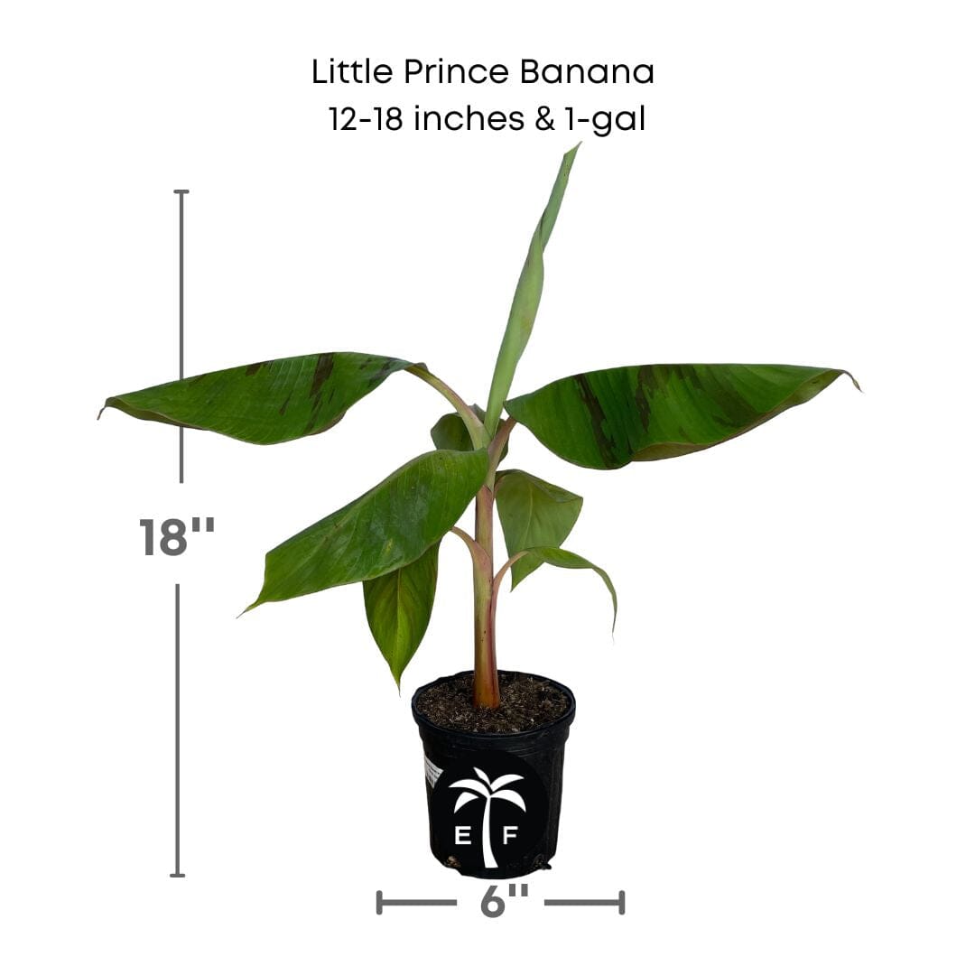 Little Prince Plant Banana Musa Hybrid 118-Agri-Starts Inc 12-18 inches & 1-gal 