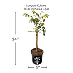 Longan Kohala Tree, Air-Layered Fruit Trees Everglades Farm 18-24 inches & 1-gal 