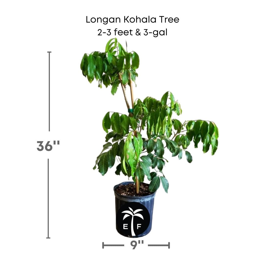 Longan Kohala Tree, Air-Layered Fruit Trees Everglades Farm 2-3 feet & 3-gal 