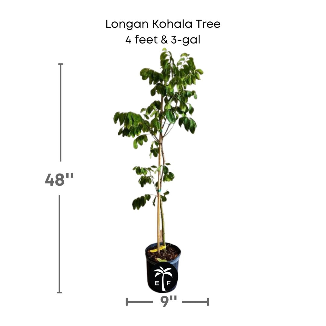 Longan Kohala plant in a 3 gallon pot and 4 feet