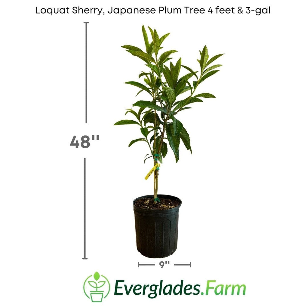 Loquat Sherry, Japanese Plum Tree Grafted Fruit Trees 102-Zill High Performance Plants 4 feet & 3-gal 