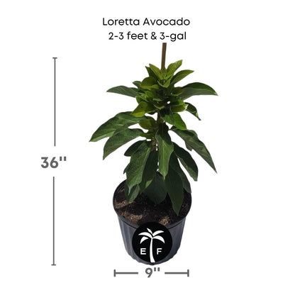 Loretta Avocado tree in a 3 gallon pot