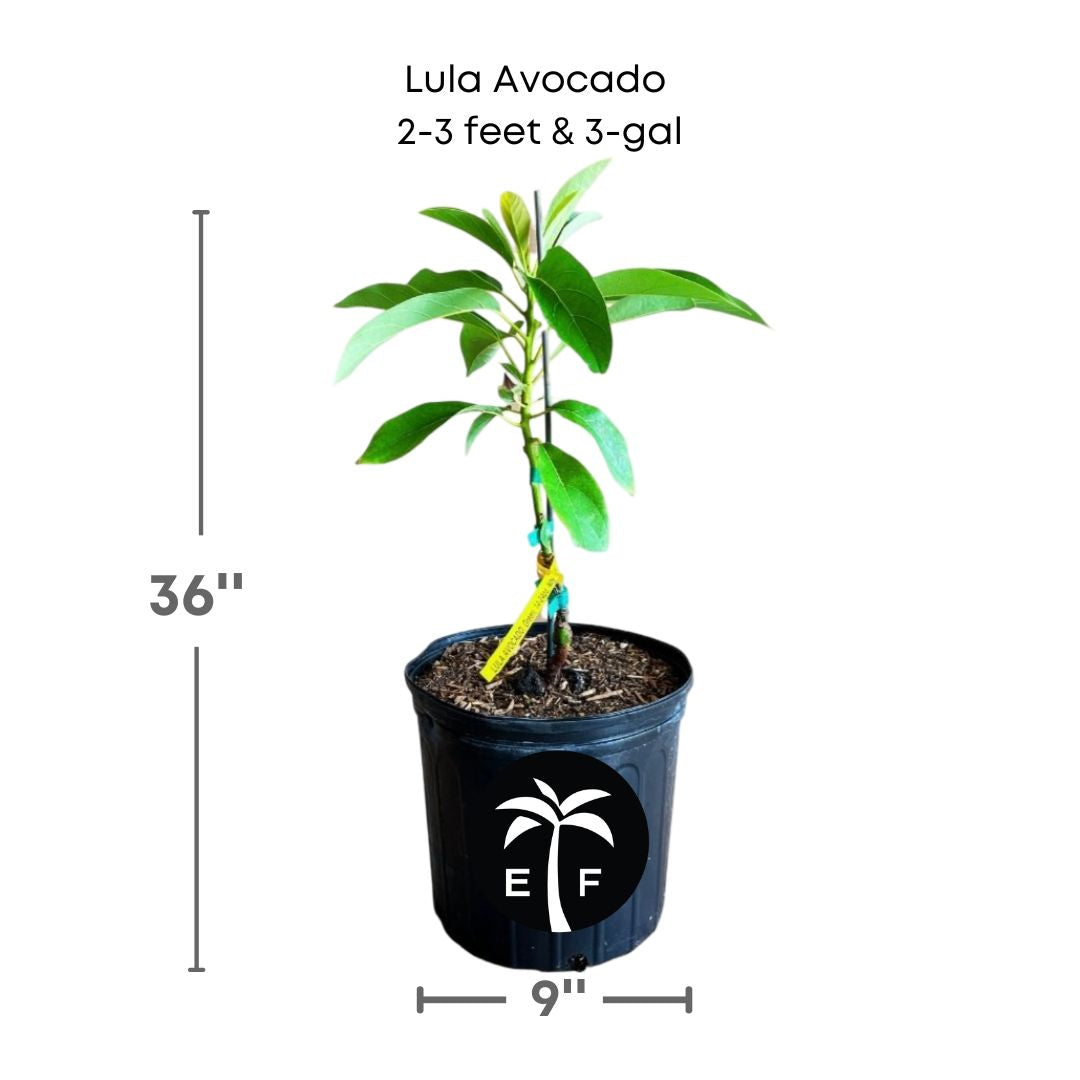 Lula Avocado Tree in a 3 gallon pot