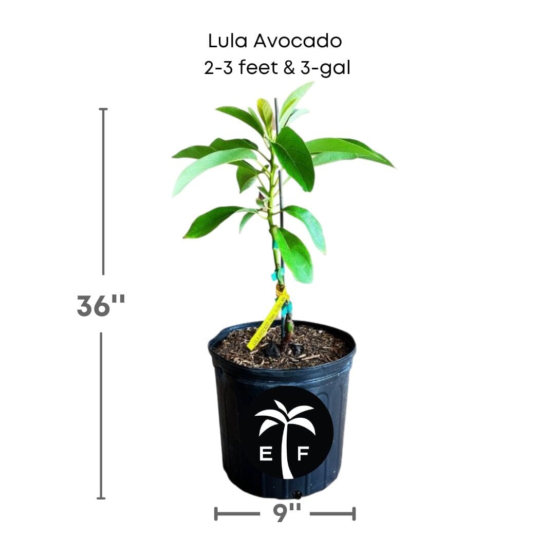 Lula Avocado Tree, Grafted Fruit Trees 102-Zill High Performance Plants 2-3 feet & 3-gal 