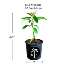 Lula Avocado Tree, Grafted Fruit Trees 102-Zill High Performance Plants 2-3 feet & 3-gal 
