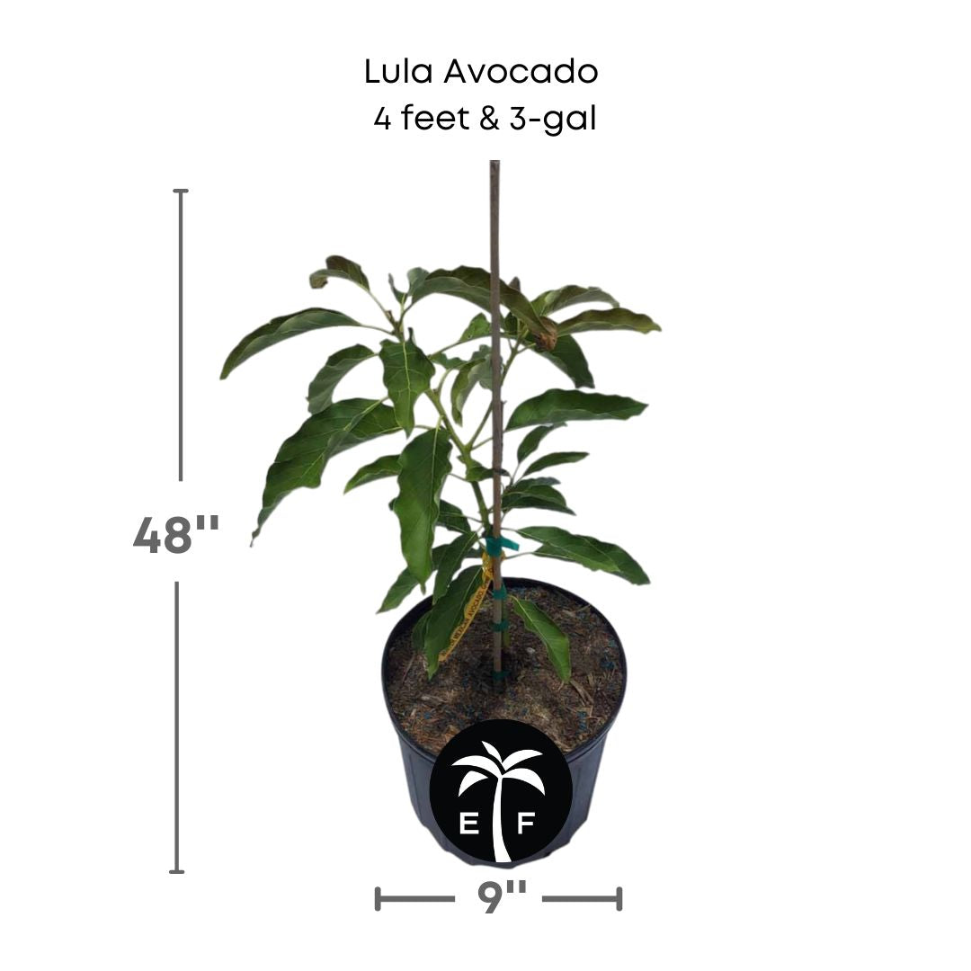 Lula avocado plant in a 3 gallon pot and 4 feet