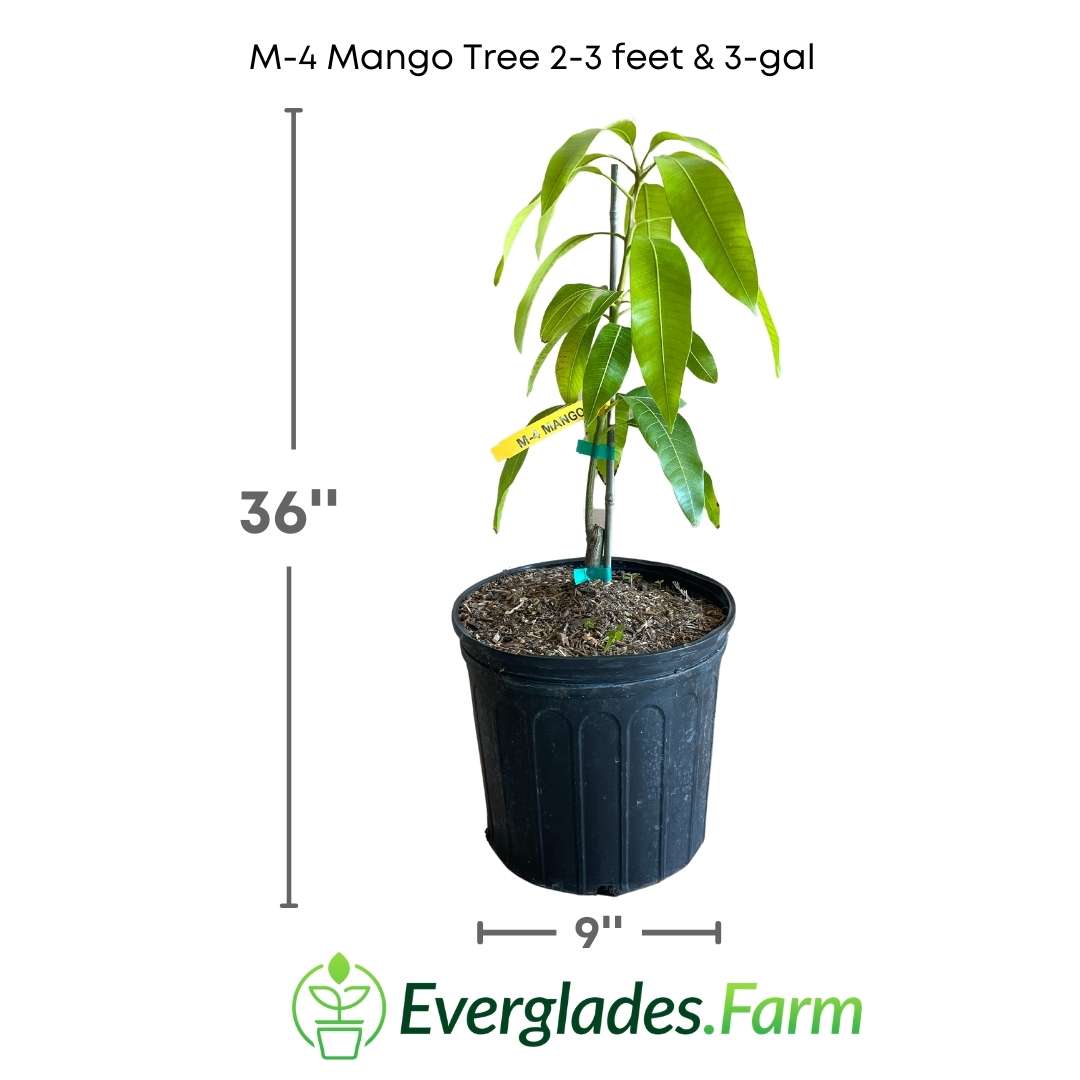 It is a medium-sized tree that can grow up to a height of 10-15 meters under ideal conditions. It has a straight trunk and a round, dense canopy. The leaves are dark green in color and have an oval shape with a pointed tip.