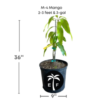 M-4 Mango Tree, Grafted Fruit Trees 102-Zill High Performance Plants 2-3 feet & 3-gal 