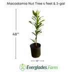Macadamia Nut Tree Fruit Trees 103-Pine Island Nursery 4 feet & 3-gal