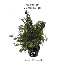 Macho Fern, Live Plant Ornamentals 115-Orlando Nursery 2-3 feet & 3-gal 