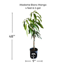 Madame Blanc Hatian Mango Tree, Grafted Fruit Trees 111-Lalo Melo 4 feet & 3-gal 
