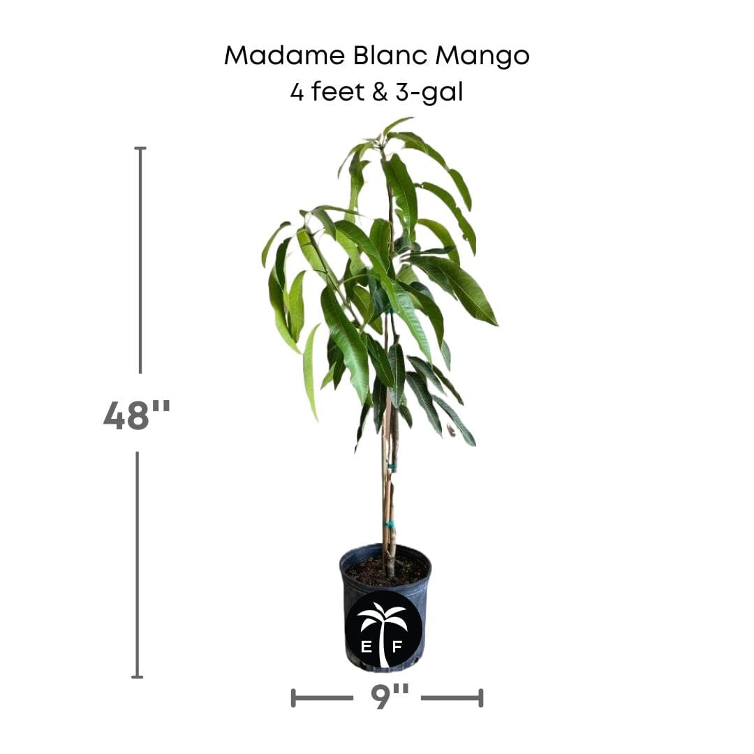 Madame Blanc Hatian Mango Tree, Grafted Fruit Trees 111-Lalo Melo 4 feet & 3-gal 