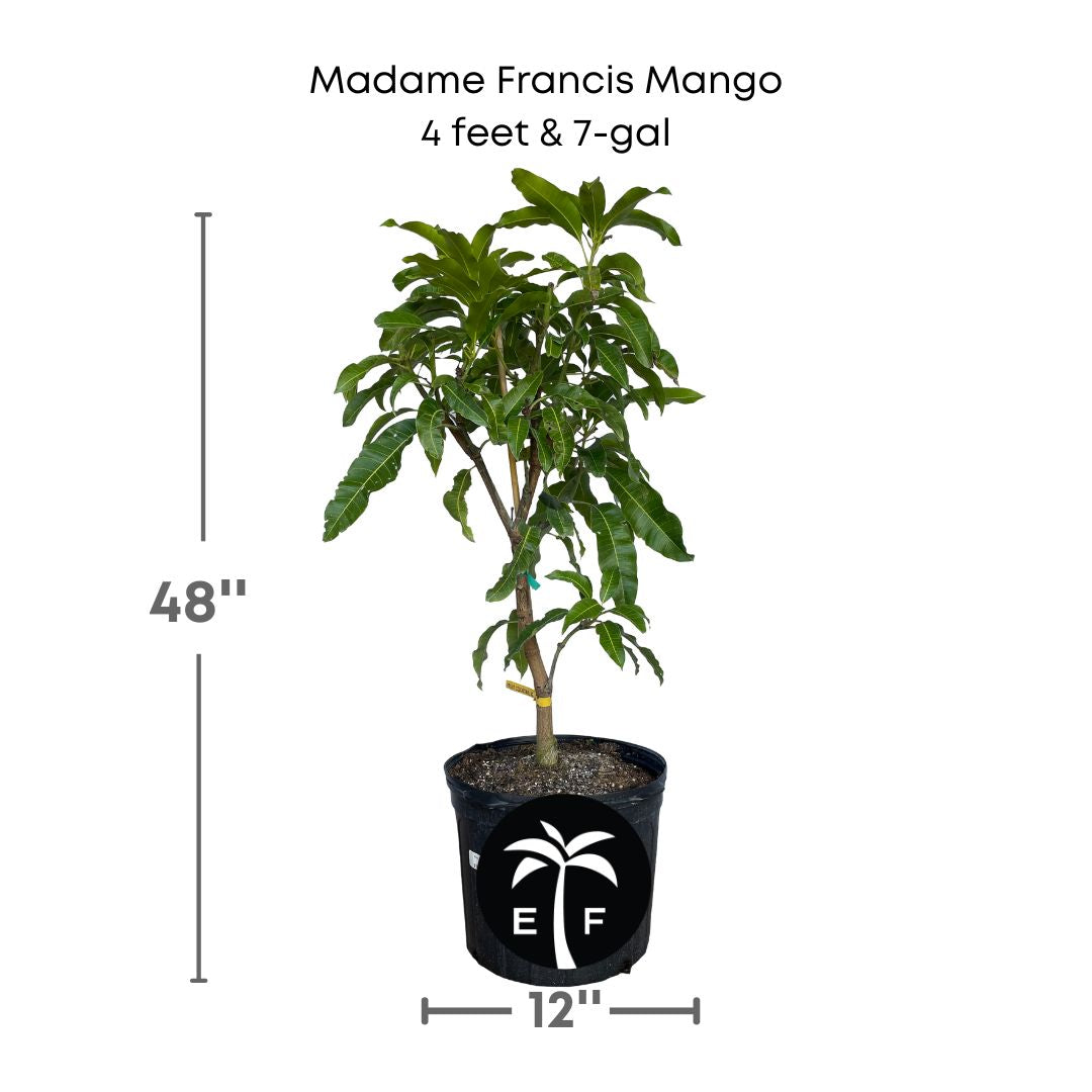 Madame Francis mango in a 7 gallon pot