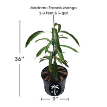 Madame Francis Hatian Mango Tree, Grafted Fruit Trees 111-Lalo Melo 2-3 feet & 3-gal 