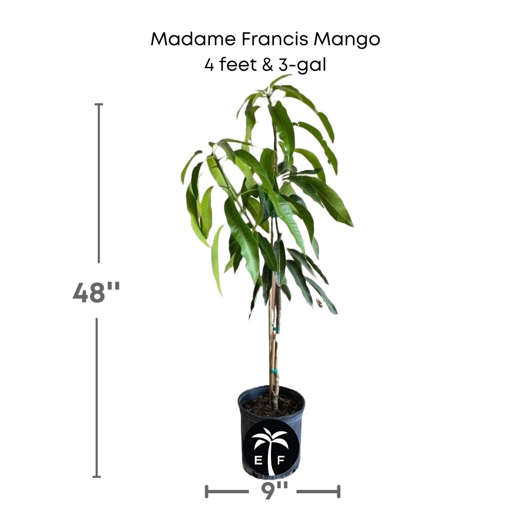 Madame Francis mango plant in a 3 gallon pot and 4 feet