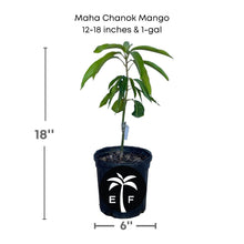 Maha Chanok Mango Tree, Grafted Fruit Trees 100-Carlos Tropical Fruits 12-18 inches & 1-gal 