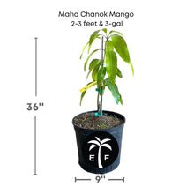 Maha Chanok Mango Tree, Grafted Fruit Trees 100-Carlos Tropical Fruits 2-3 feet & 3-gal 