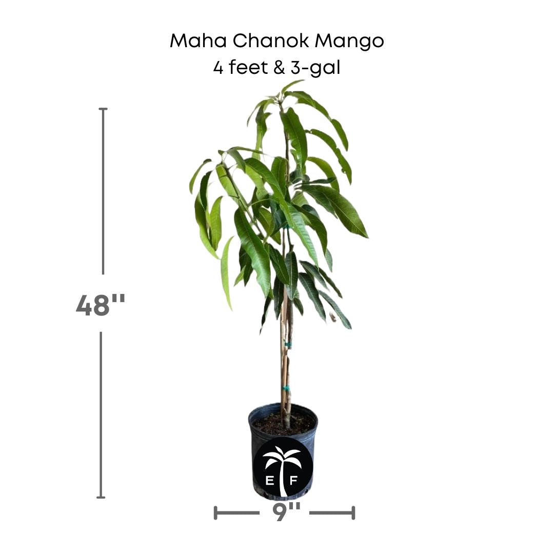 Maha Chanok mango plant in a 3 gallon pot and 4 feet