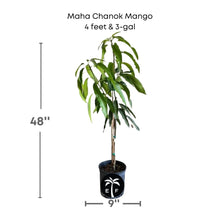 Maha Chanok Mango Tree, Grafted Fruit Trees 100-Carlos Tropical Fruits 4 feet & 3-gal 