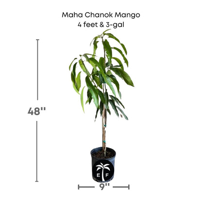 Maha Chanok mango plant in a 3 gallon pot and 4 feet