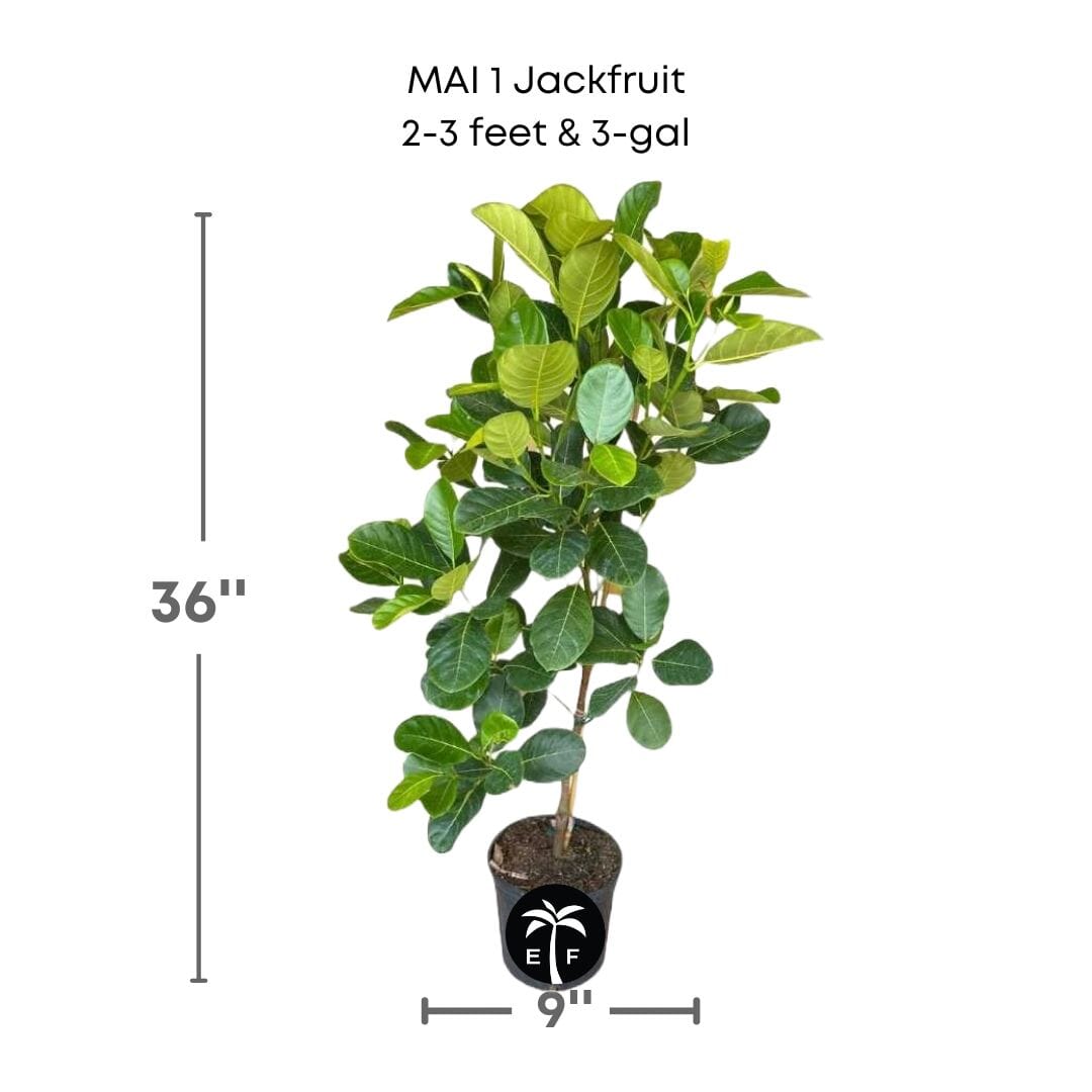 MAI 1 Jackfruit Tree, Grafted Fruit Trees 111-Lalo Melo 2-3 feet & 3-gal 