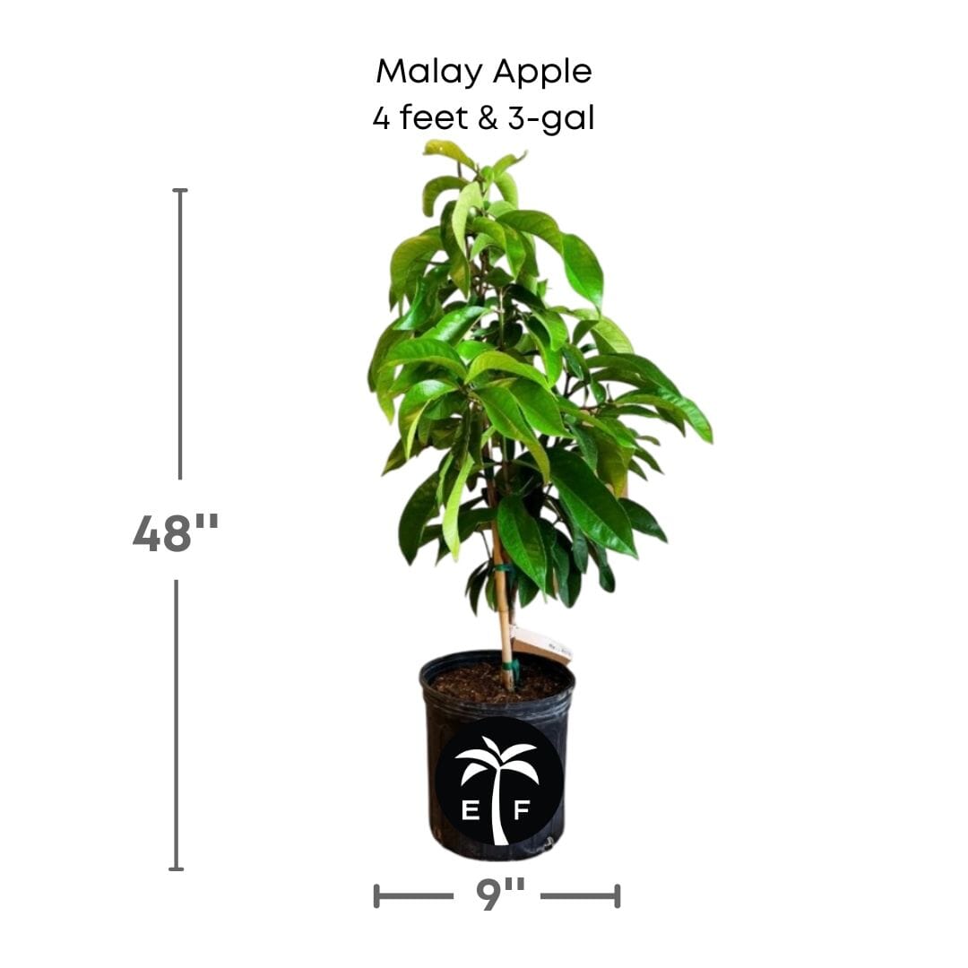 Malay Apple [Otaheite Apple] Tree 103-Pine Island Nursery 4 feet & 3-gal 