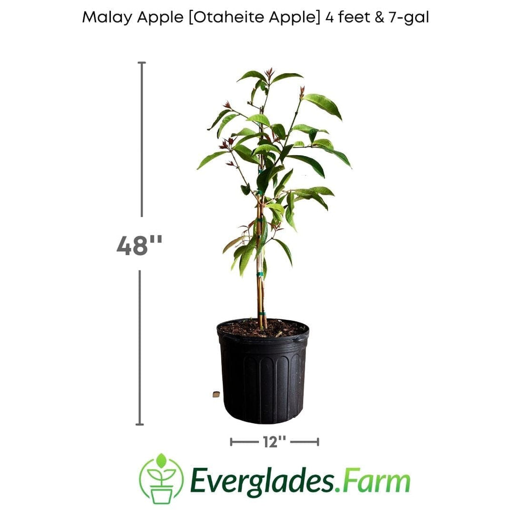 Malay Apple [Otaheite Apple] Tree 103-Pine Island Nursery 4 feet & 7-gal