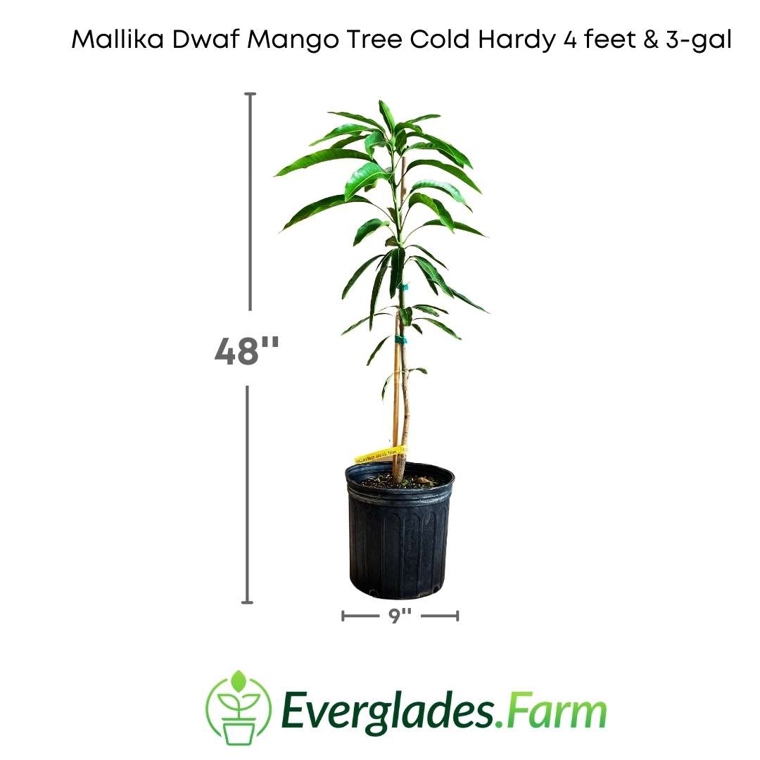 The Dwarf Mango Mallika Plant, thanks to its smaller size, is ideal for those who want to enjoy fresh mangos in limited spaces. This specific variety of mango is appreciated for its delicious fruit, which is sweet and juicy.