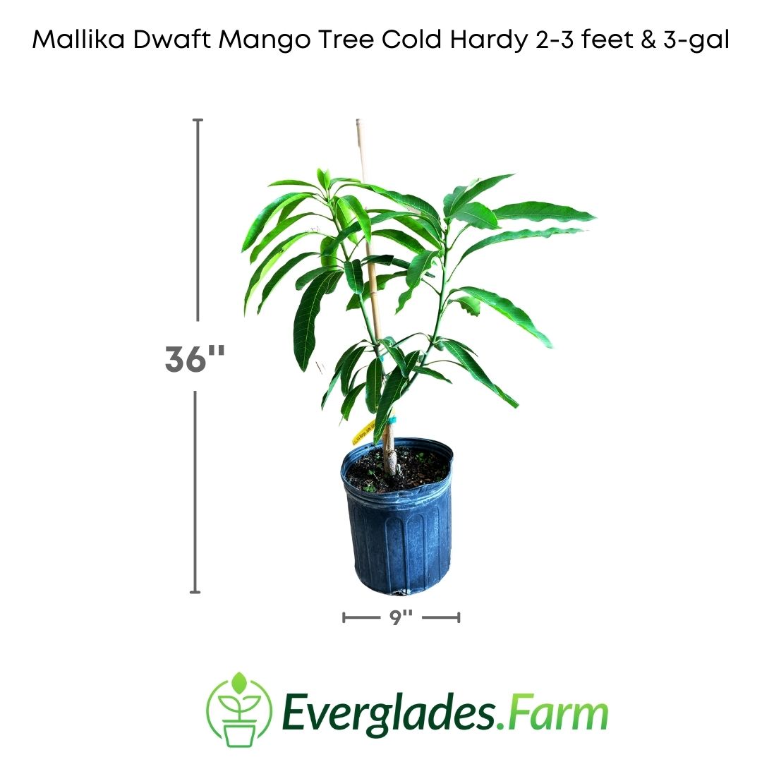 The Dwarf Grafted Mallika Mango is a variety of mango cultivated in the form of a dwarf tree. This plant is known for its compact size and its ability to adapt well to smaller spaces, such as patios or small gardens.