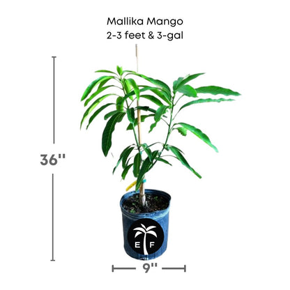 Mallika Mango plant in a 3 gallon pot