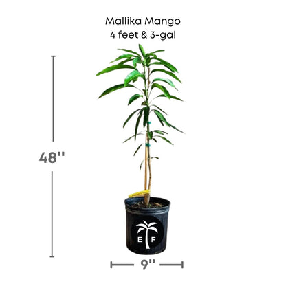 Mallika Mango plant in a 3 gallon pot and 4 feet