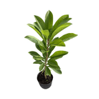 Mamey Sapote Tree Pace Variety Grafted Fruit Trees 100-Carlos Tropical Fruits 2-3 feet & 3-gal 