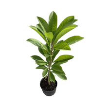Mamey Sapote Tree Pace Variety Grafted Fruit Trees 100-Carlos Tropical Fruits 2-3 feet & 3-gal 