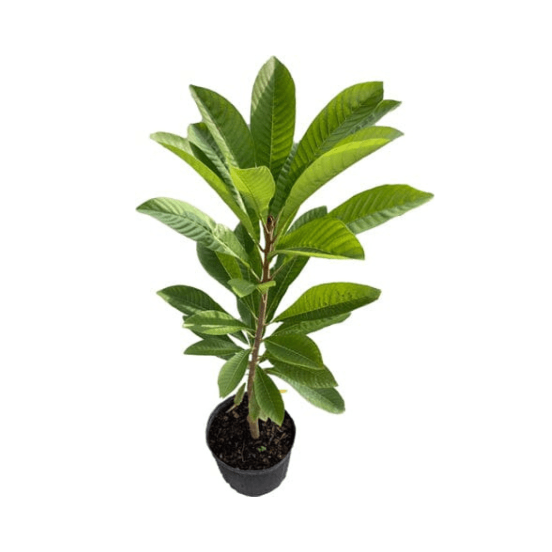 Mamey Sapote Tree Pace Variety Grafted Fruit Trees 100-Carlos Tropical Fruits 2-3 feet & 3-gal 