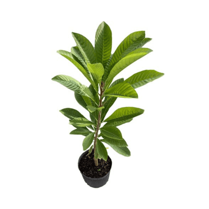 Mamey Sapote Tree Pace Variety Grafted Fruit Trees 100-Carlos Tropical Fruits 2-3 feet & 3-gal 