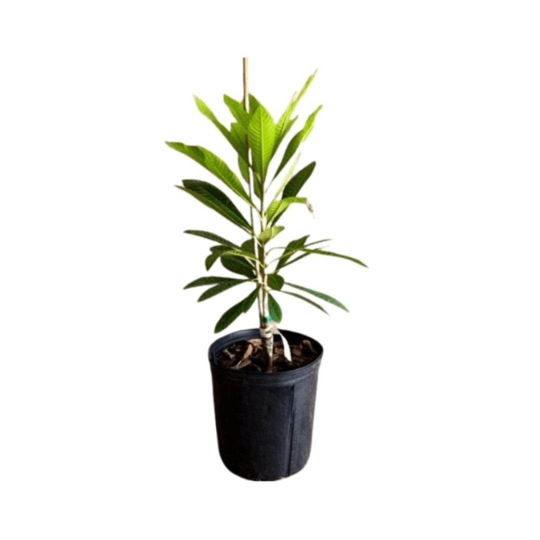 Mamey Sapote Tree Pace Variety Grafted Fruit Trees 100-Carlos Tropical Fruits 1-2 feet & 1-gal 