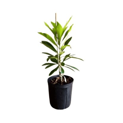 Mamey Sapote Tree Pace Variety Grafted Fruit Trees 100-Carlos Tropical Fruits 1-2 feet & 1-gal 