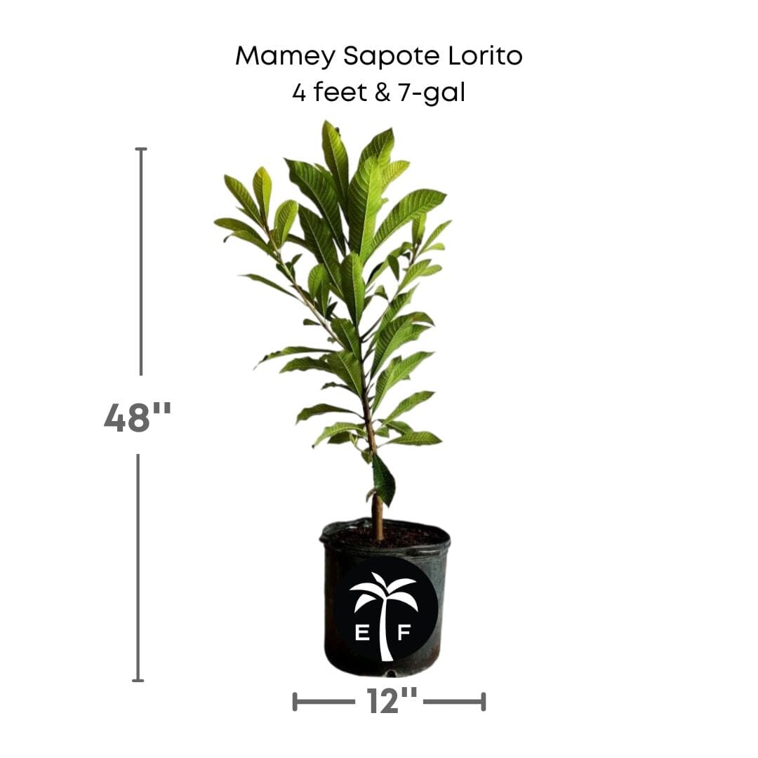 Mamey Sapote Lorito Tree, Grafted 112-Lara Farm 4 feet & 7-gal 