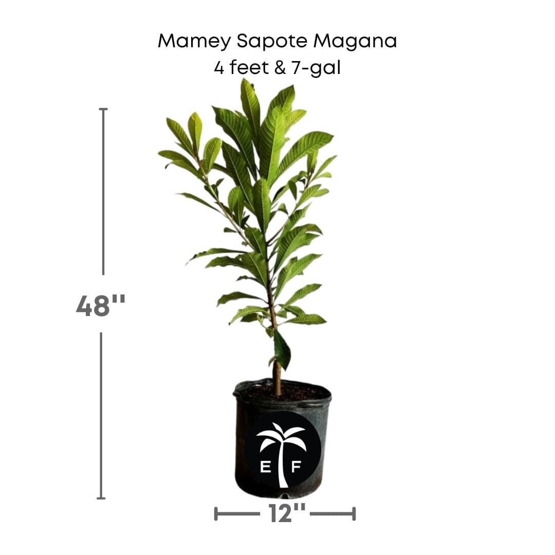 Mamey Sapote Magana Tree Grafted Fruit Trees 100-Carlos Tropical Fruits 4 feet & 7-gal
