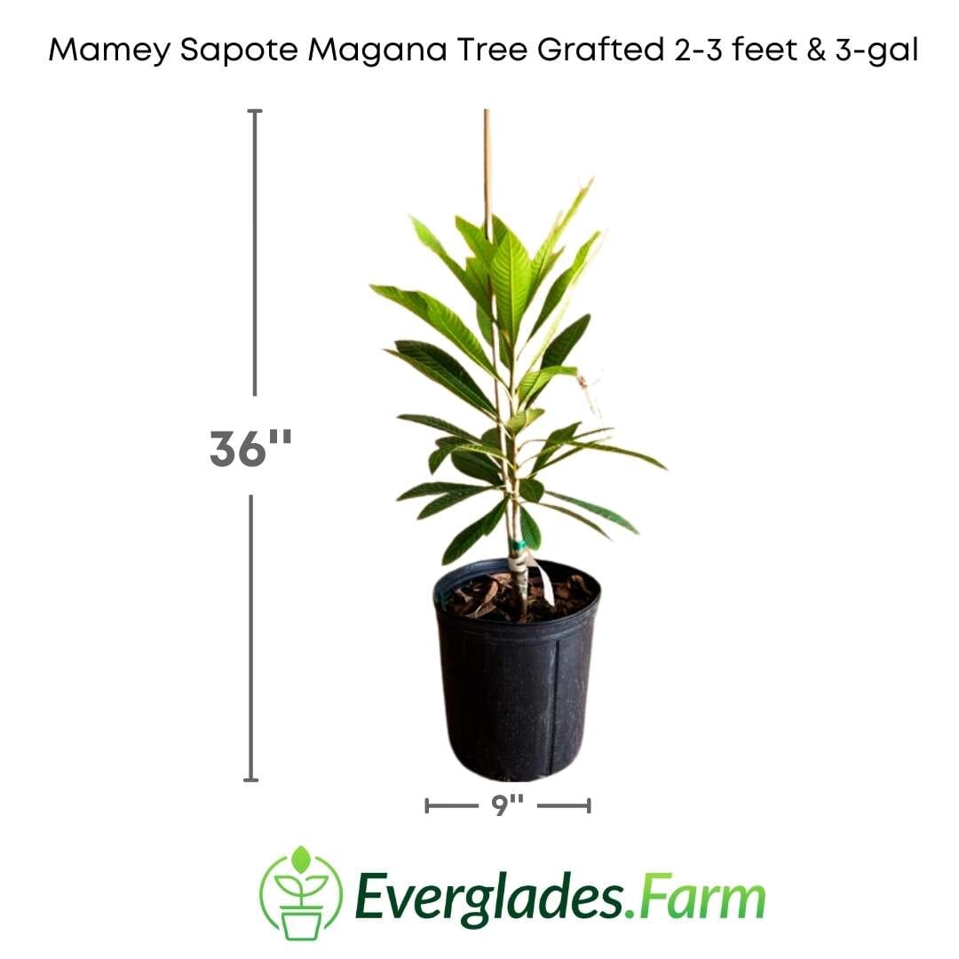 Grafted Mamey Sapote Magana Tree - For Sale – Everglades Farm