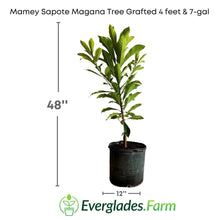Pumpkin Pie Dwarf Mamey Sapote Tree Grafted Fruit Trees 100-Carlos Tropical Fruits 4 feet & 7-gal
