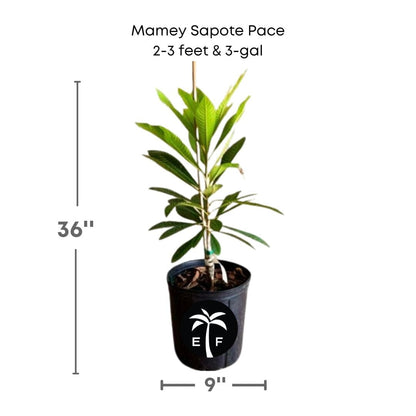 Mamey Sapote Tree Pace Variety Grafted Fruit Trees 100-Carlos Tropical Fruits 2-3 feet & 3-gal 