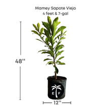 Mamey Sapote Viejo Tree, Grafted 112-Lara Farm 4 feet & 7-gal 