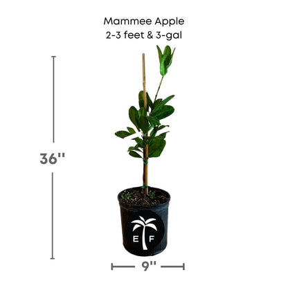 Mammee Apple Tree Grafted 103-Pine Island Nursery 2-3 feet & 3-gal