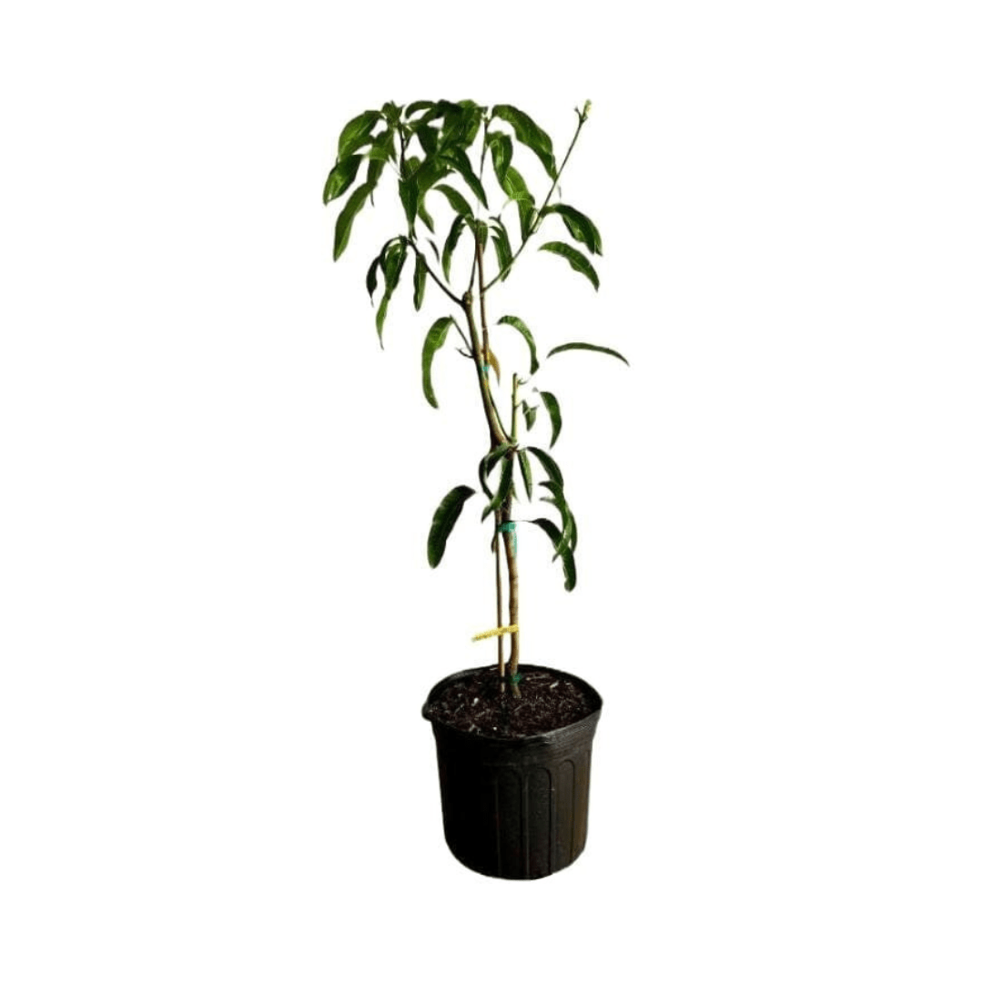Bombay Mango Tree, Grafted Fruit Trees 111-Lalo Melo 8 feet & 15-gal 