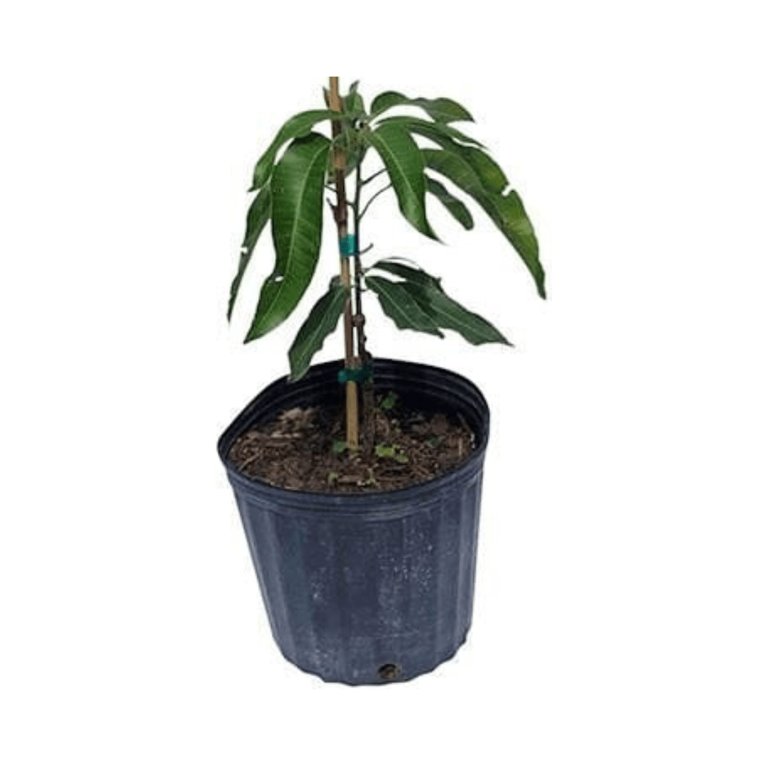Cogshall Mango Tree Dwarf, Grafted Fruit Trees 100-Carlos Tropical Fruits 1-2 feet & 1-gal 