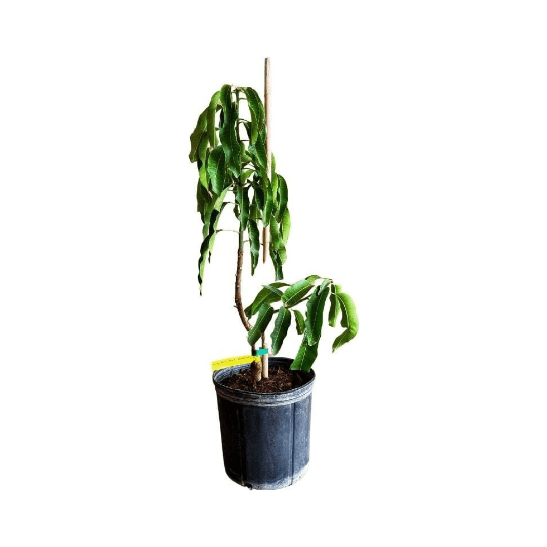 Cogshall Mango Tree Dwarf, Grafted Fruit Trees 100-Carlos Tropical Fruits 2-3 ft. & 3-gal. 