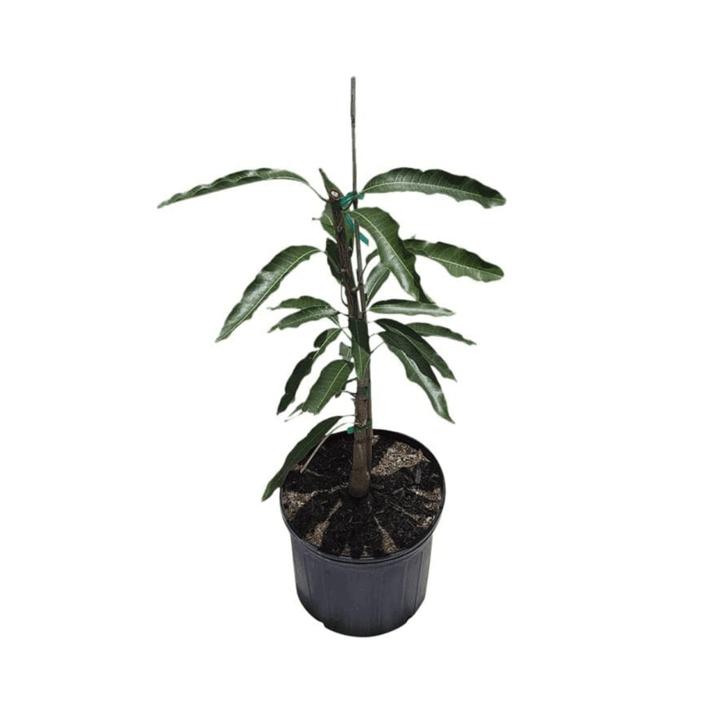 Mallika Dwarf Mango Tree for Sale – Grafted & Cold Hardy Fruit Trees 103-Pine Island Nursery 18-24 inches & 1-gal 